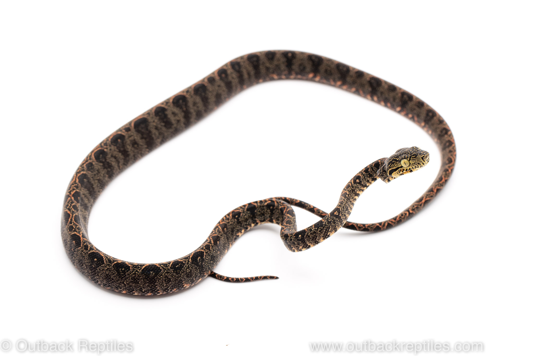 halloween amazon tree boa for sale