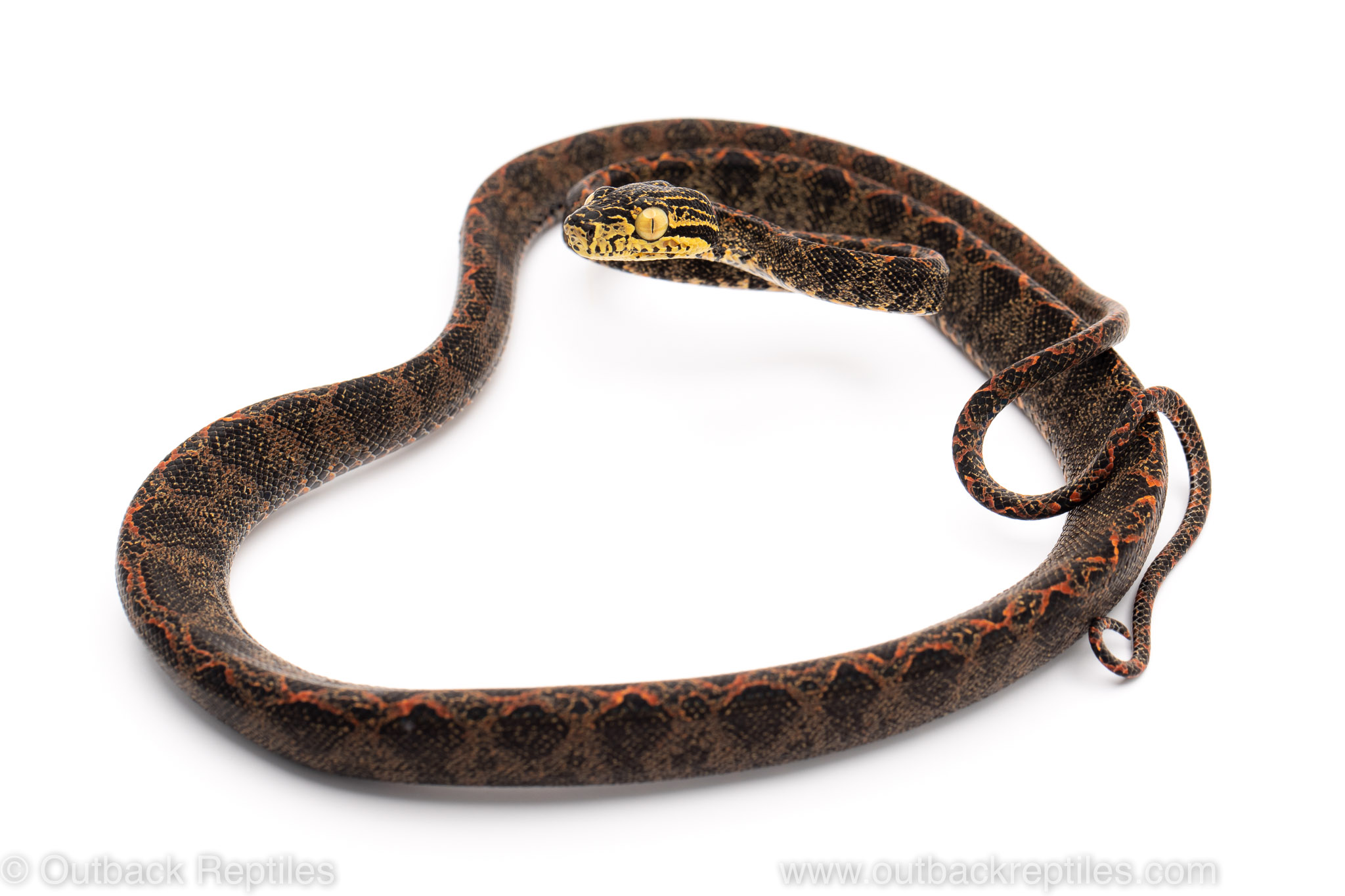 halloween amazon tree boa for sale