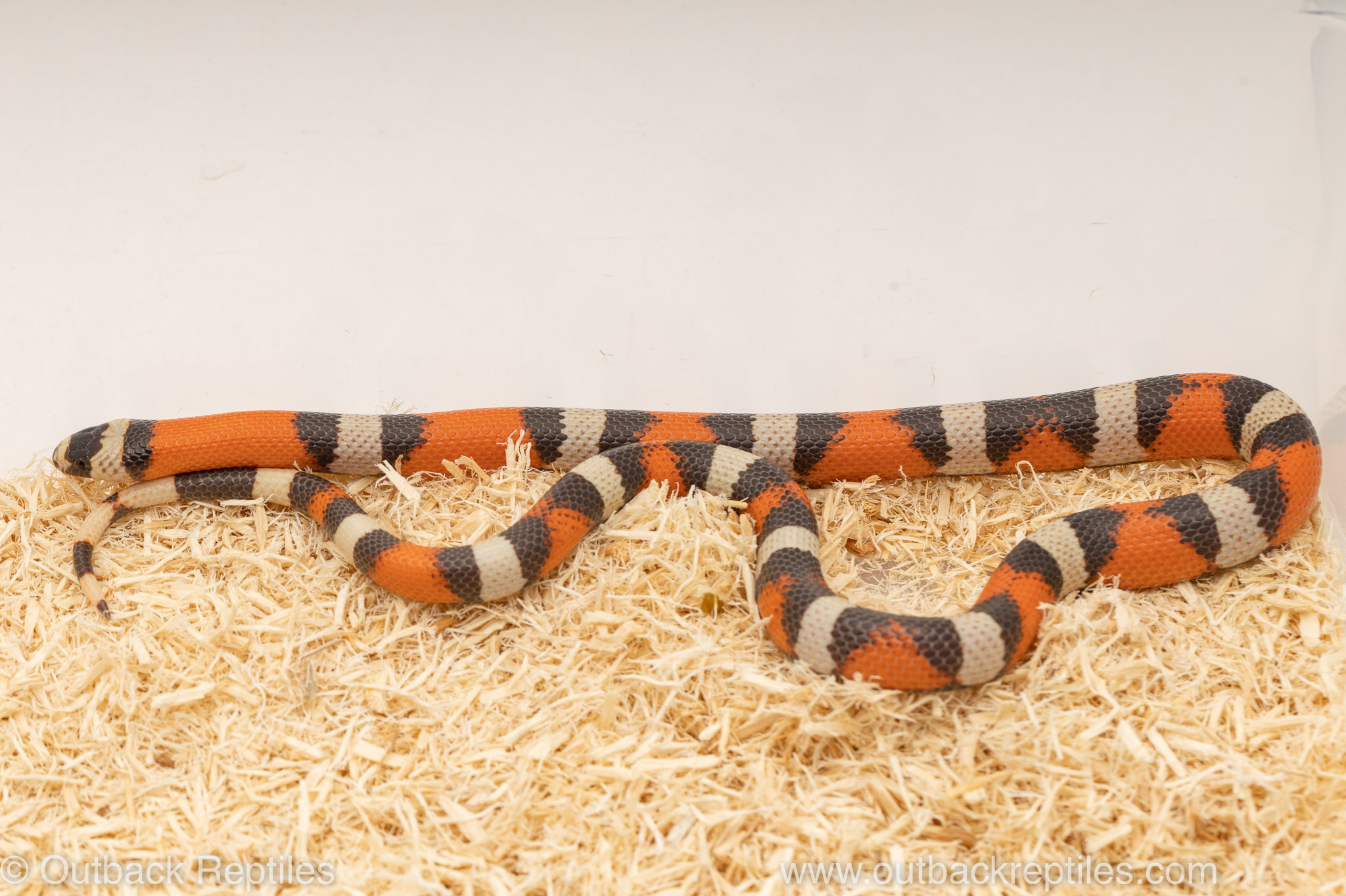 Hypo Tricolor honduran milksnake for sale