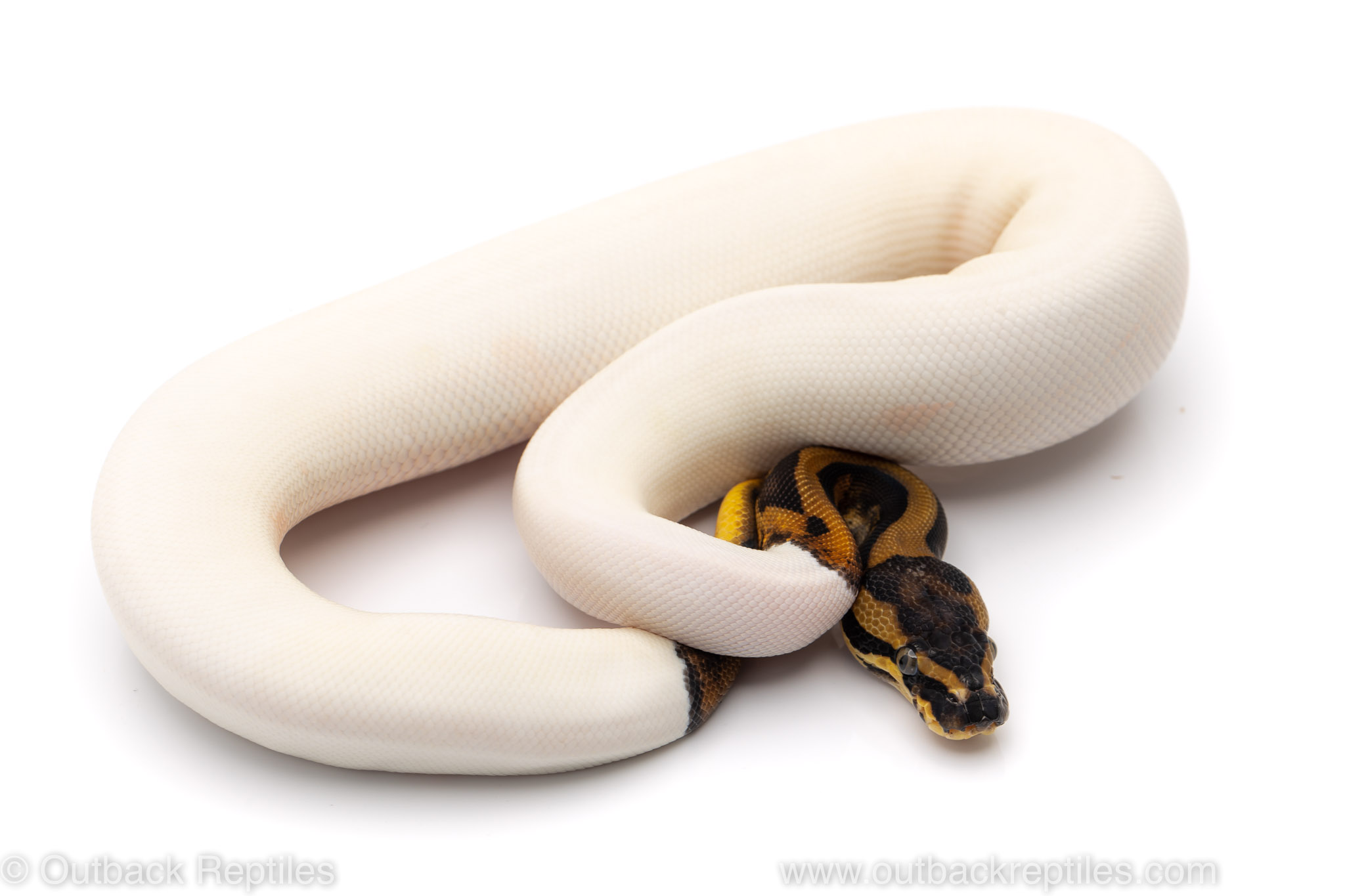 leopard pied ball python for sale