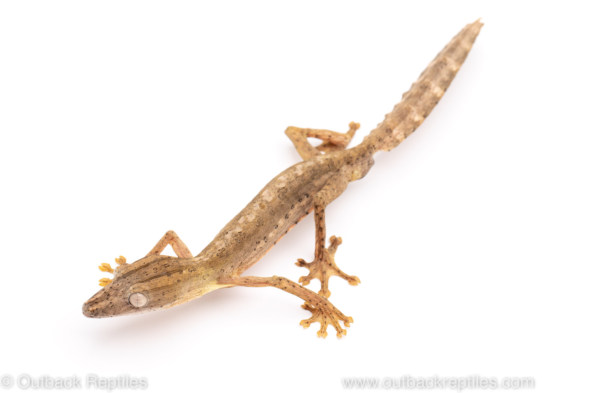 Lined leaf tail gecko for sale