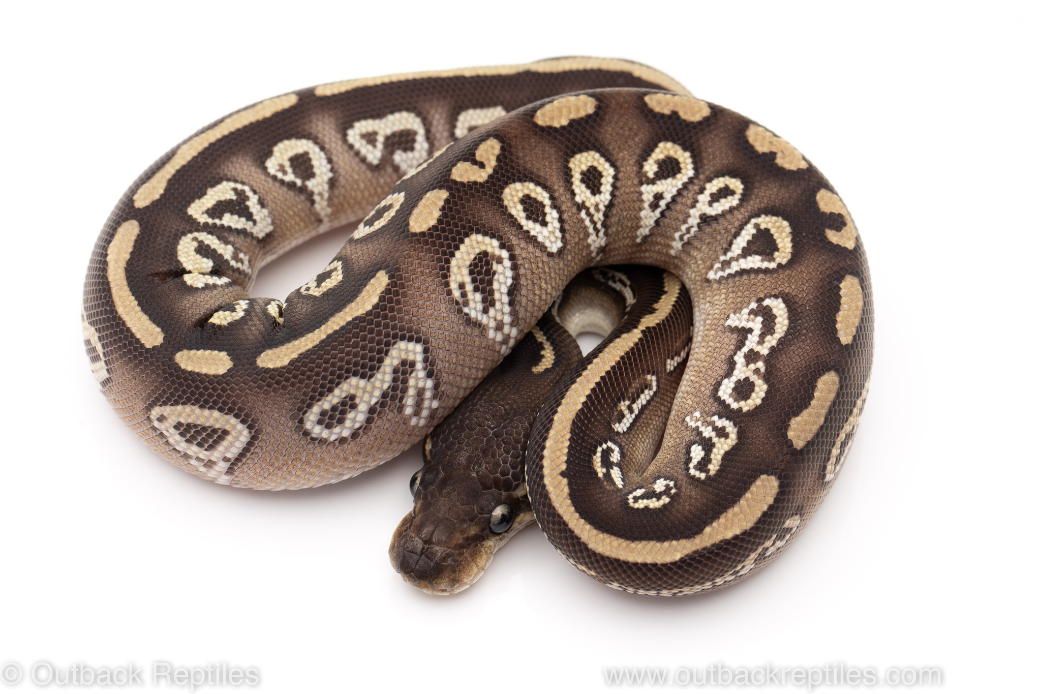 Mojave Blackhead trick ball python for sale
