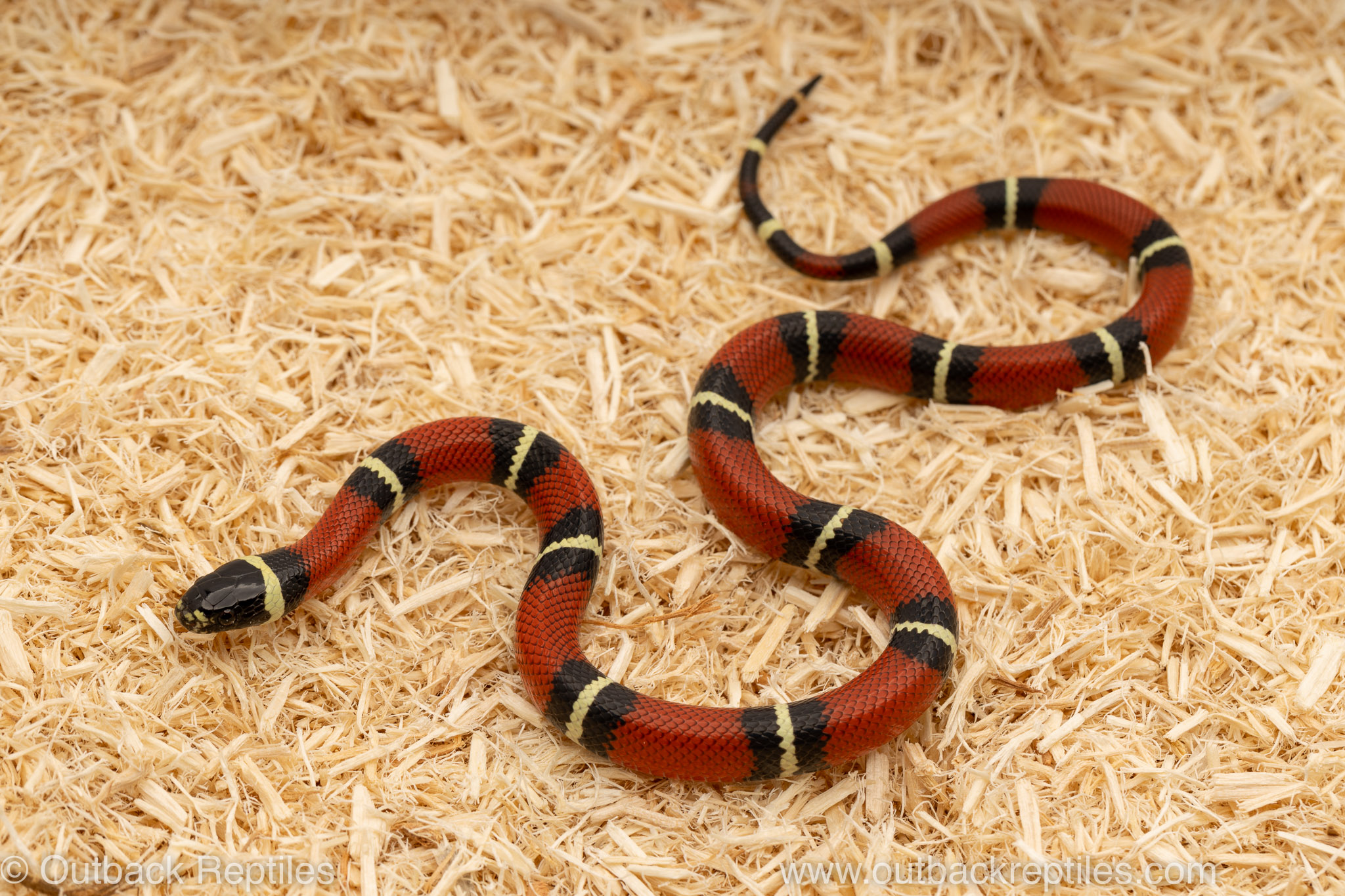 nelson's milksnake for sale