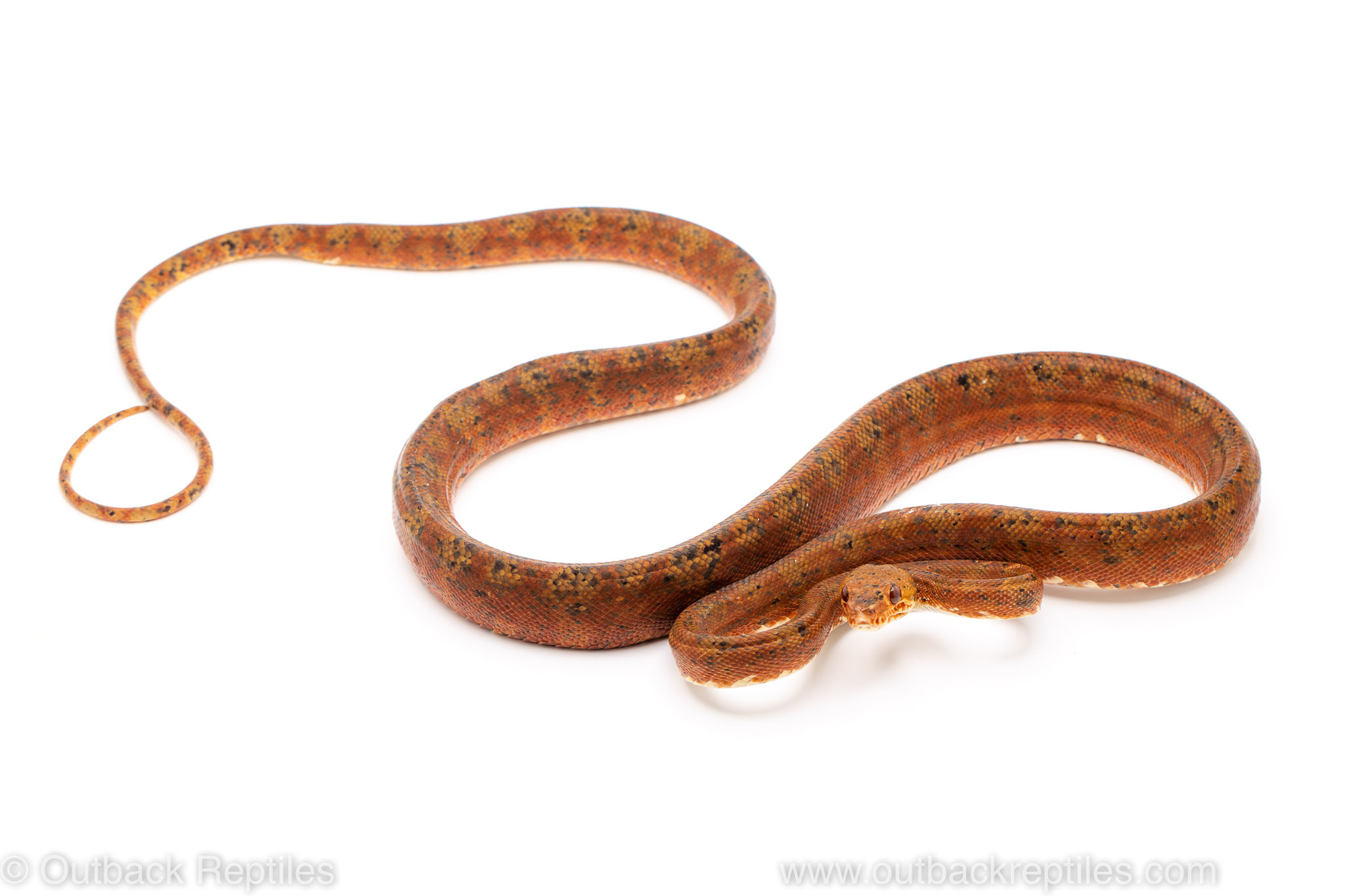 Red amazon tree boa for sale