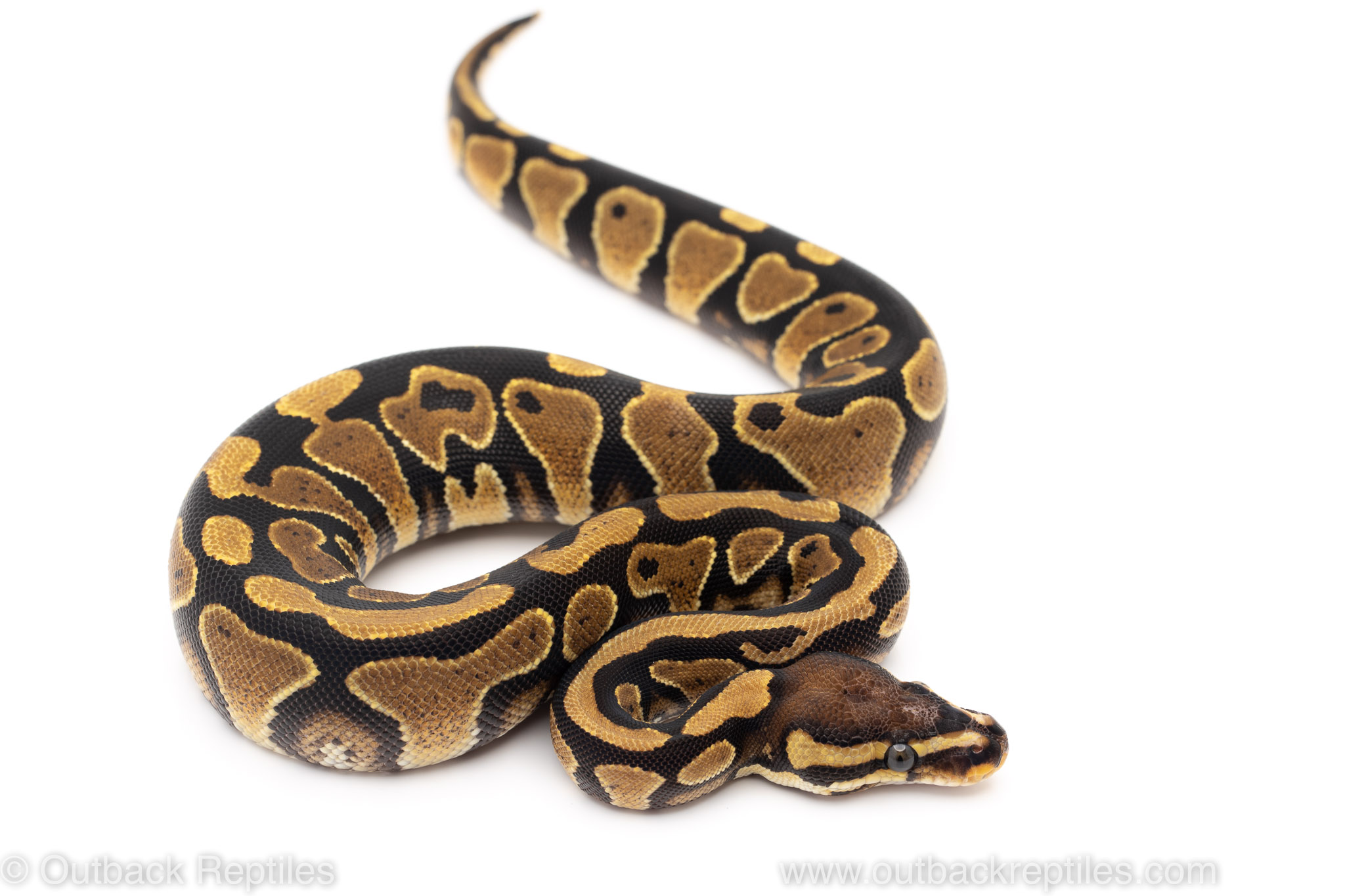 scaleless ball python for sale
