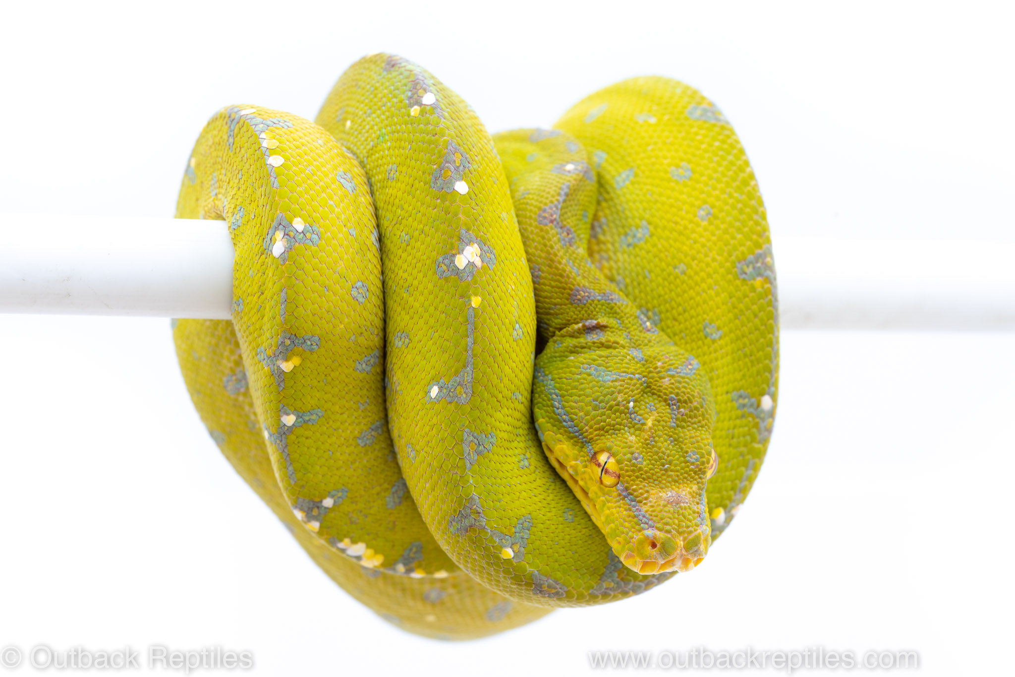 Sorong green tree python for sale
