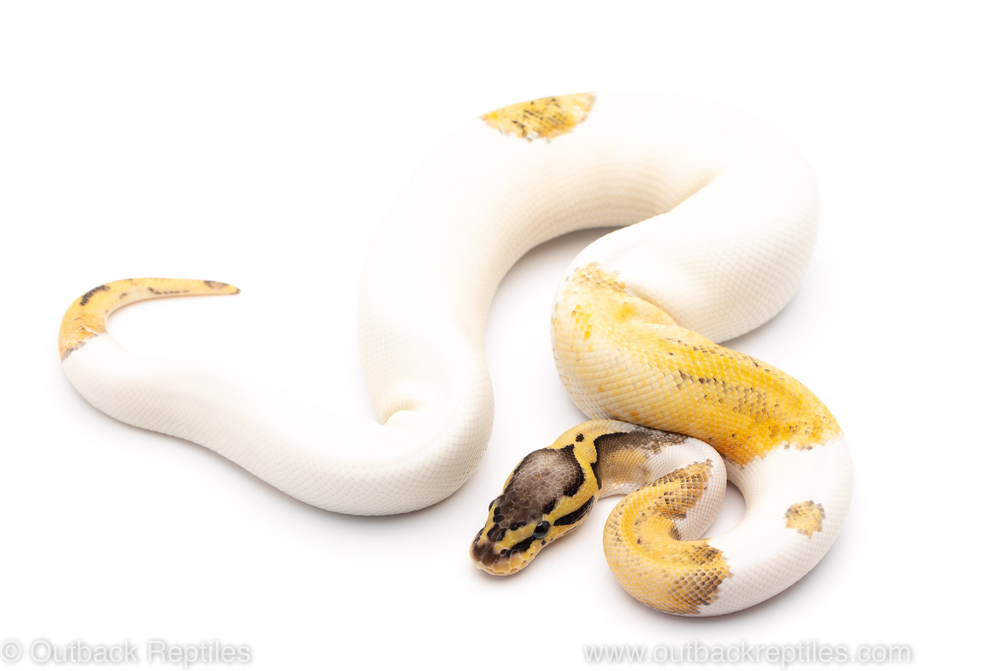 super pastel pied ball python for sale