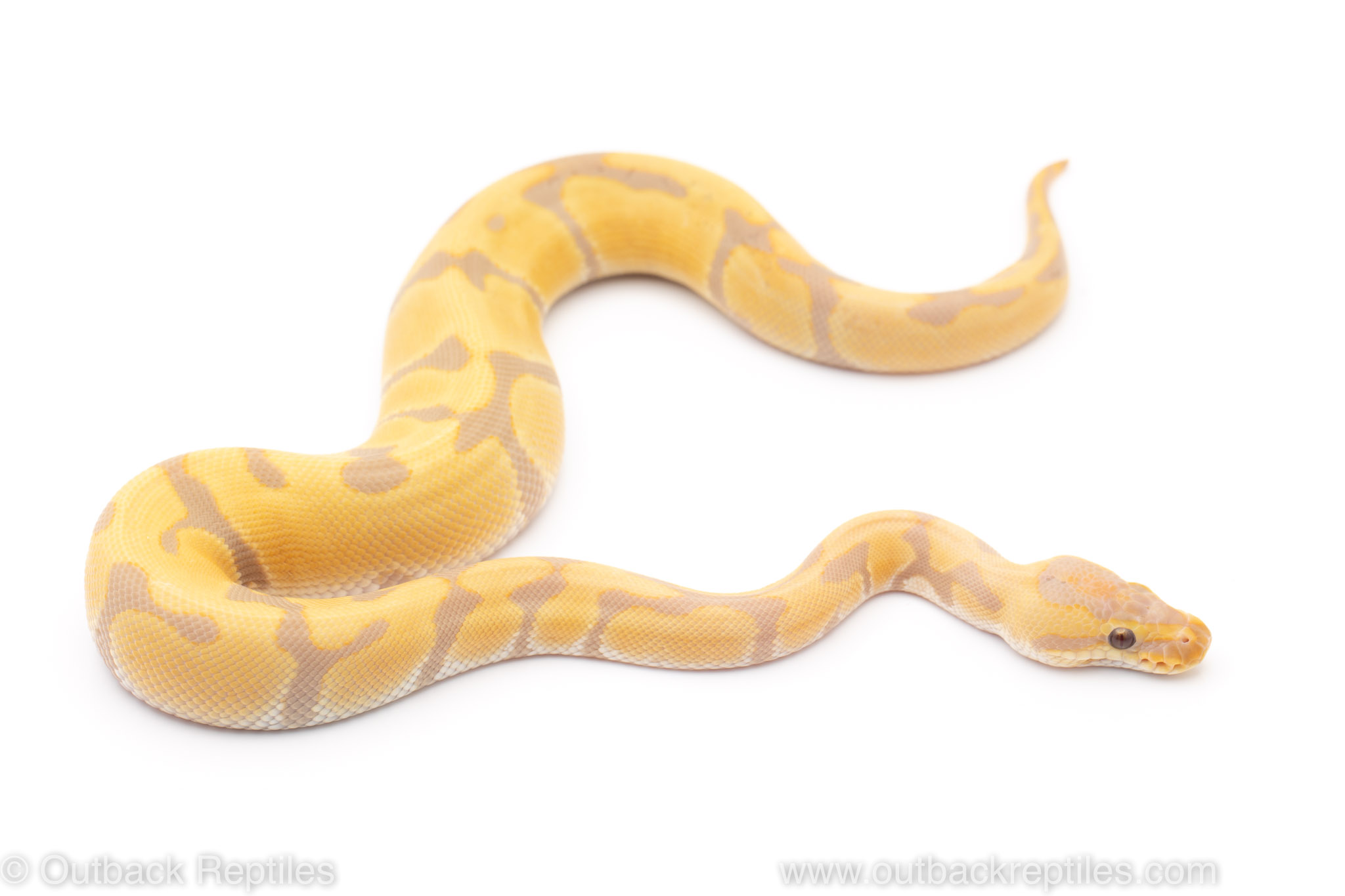 Super Enchi toffee/candy ball python for sale