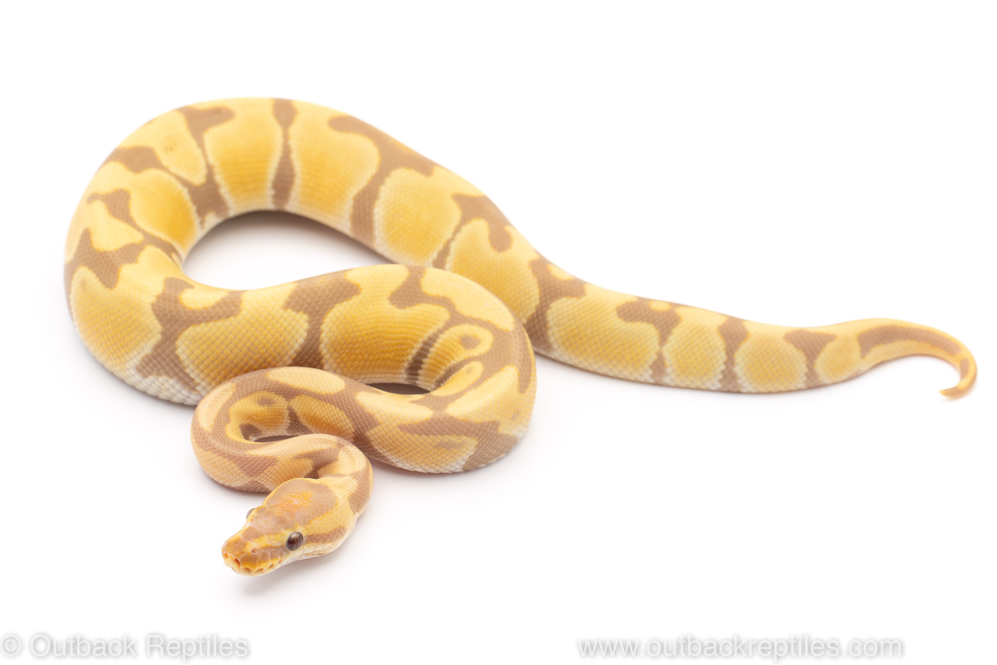 toffee candy pied ball python for sale