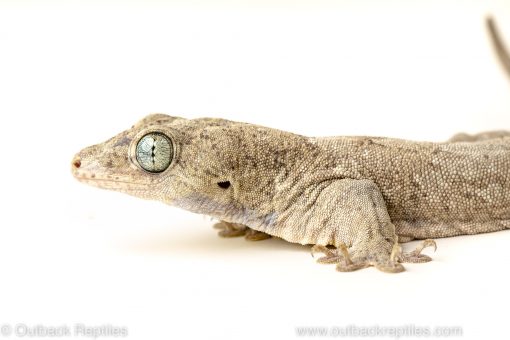 Halmahera giant gecko for sale