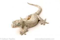 Halmahera giant gecko for sale