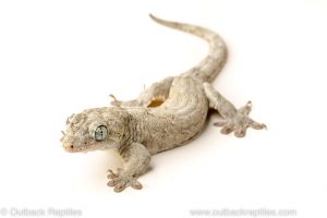 Halmahera giant gecko for sale