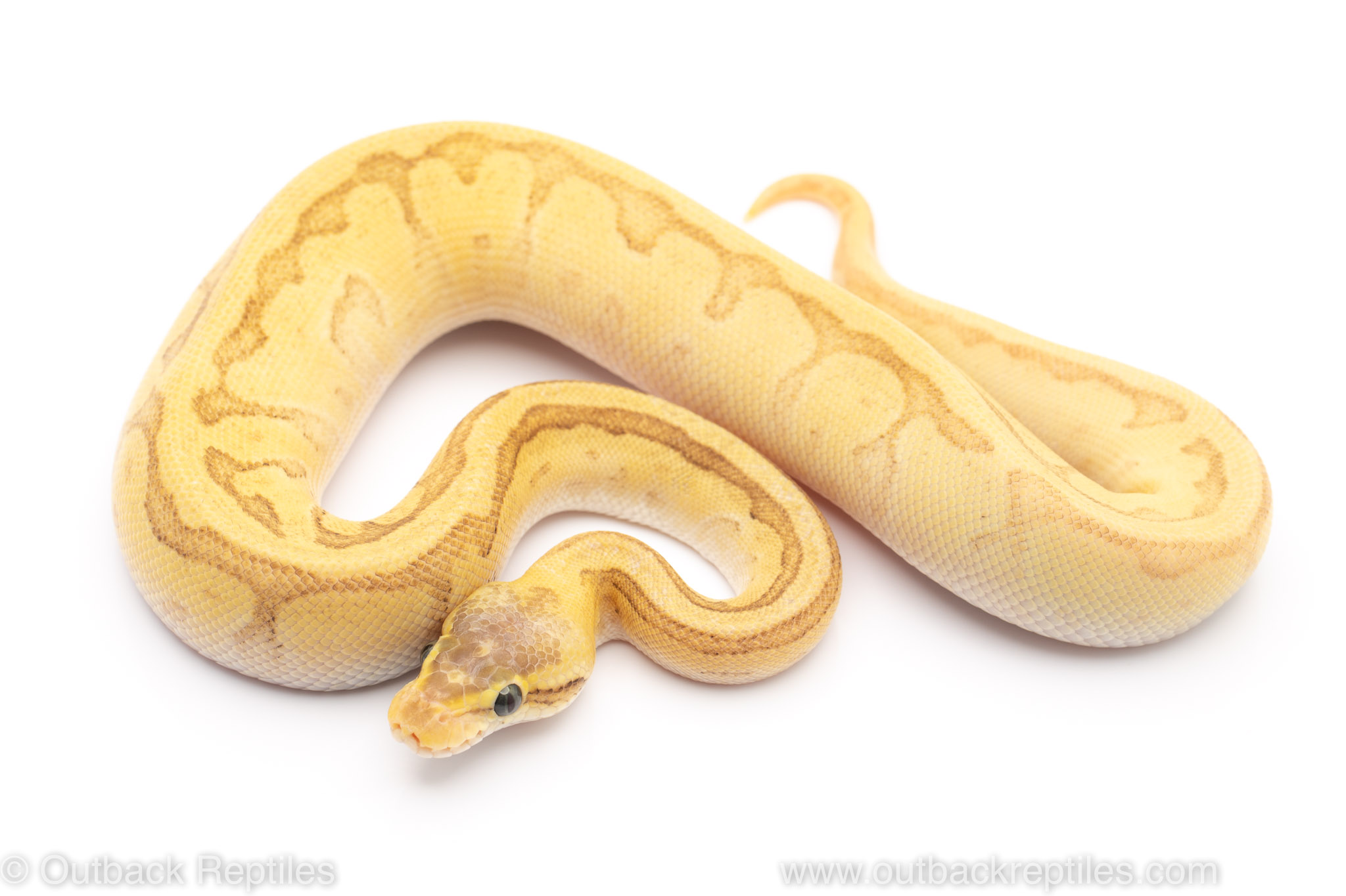 pastave fire enchi pinstripe ball python for sale