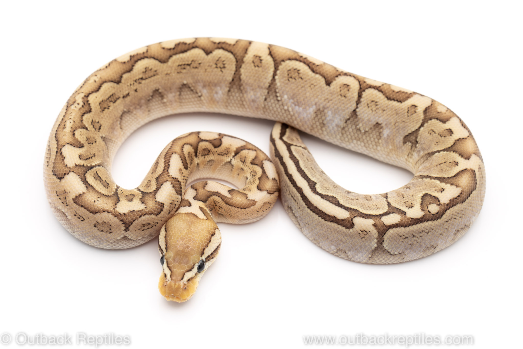 pastel bamboo ball python for sale