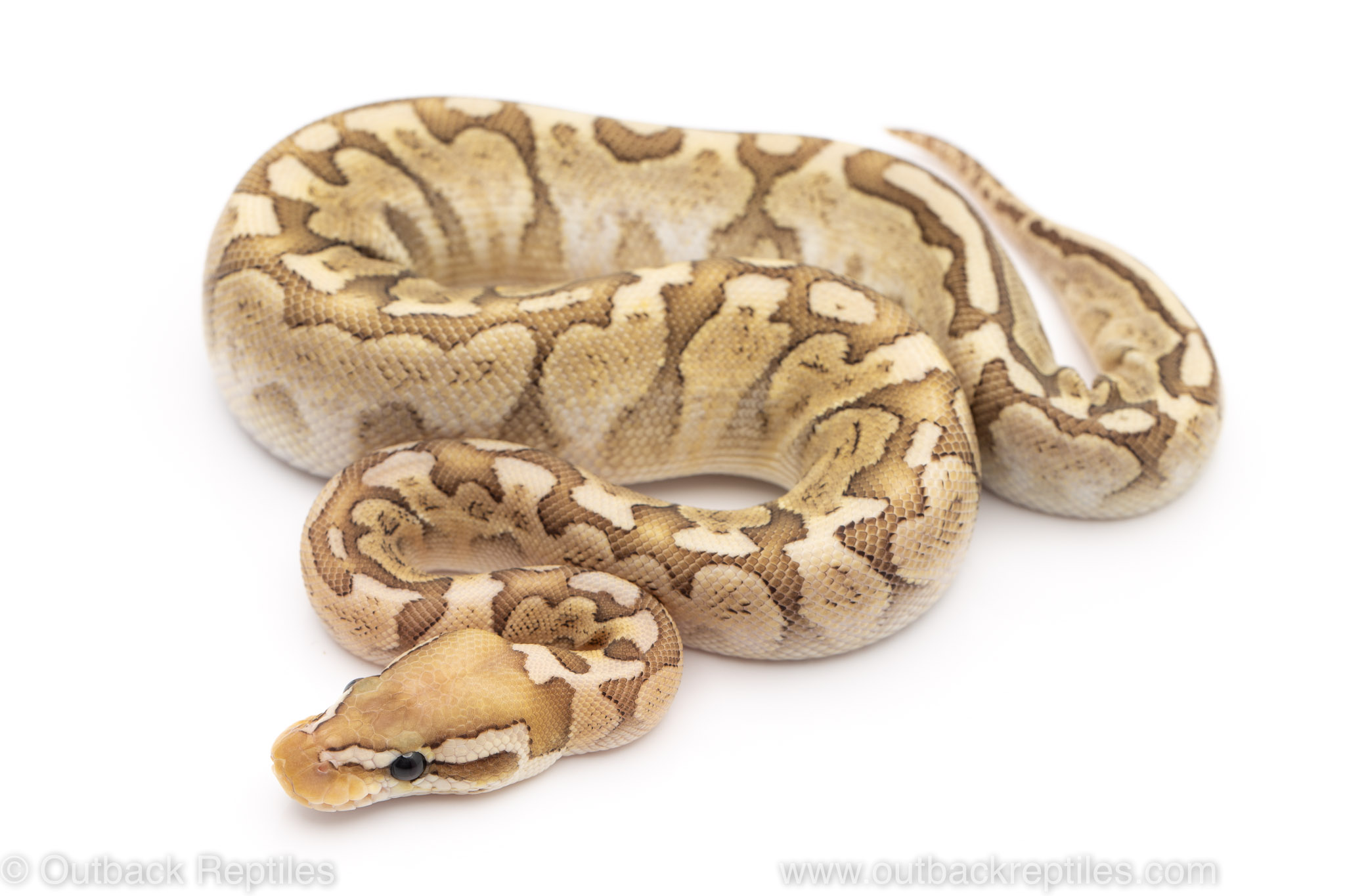 pastel bamboo spotnose ball python for sale