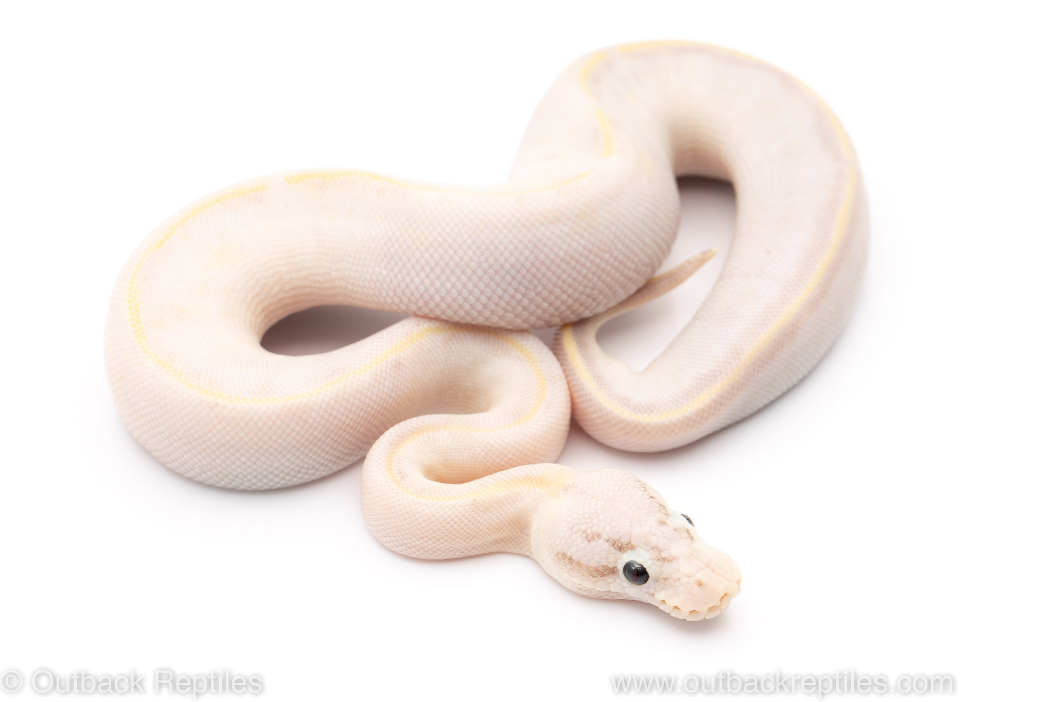 Pastel ivory ball python for sale