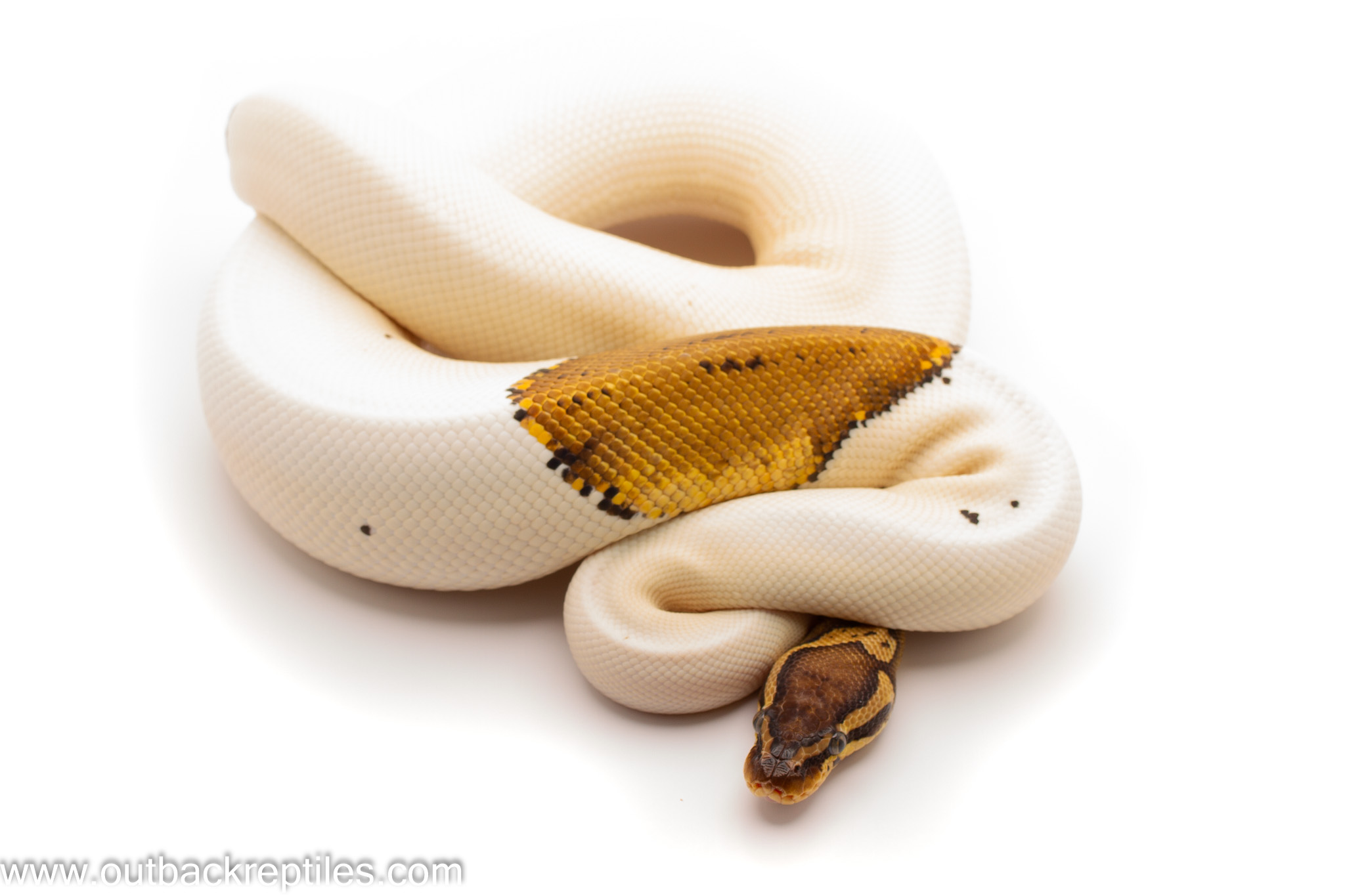 Outback Reptiles Live Reptiles for Sale! Outback Reptiles