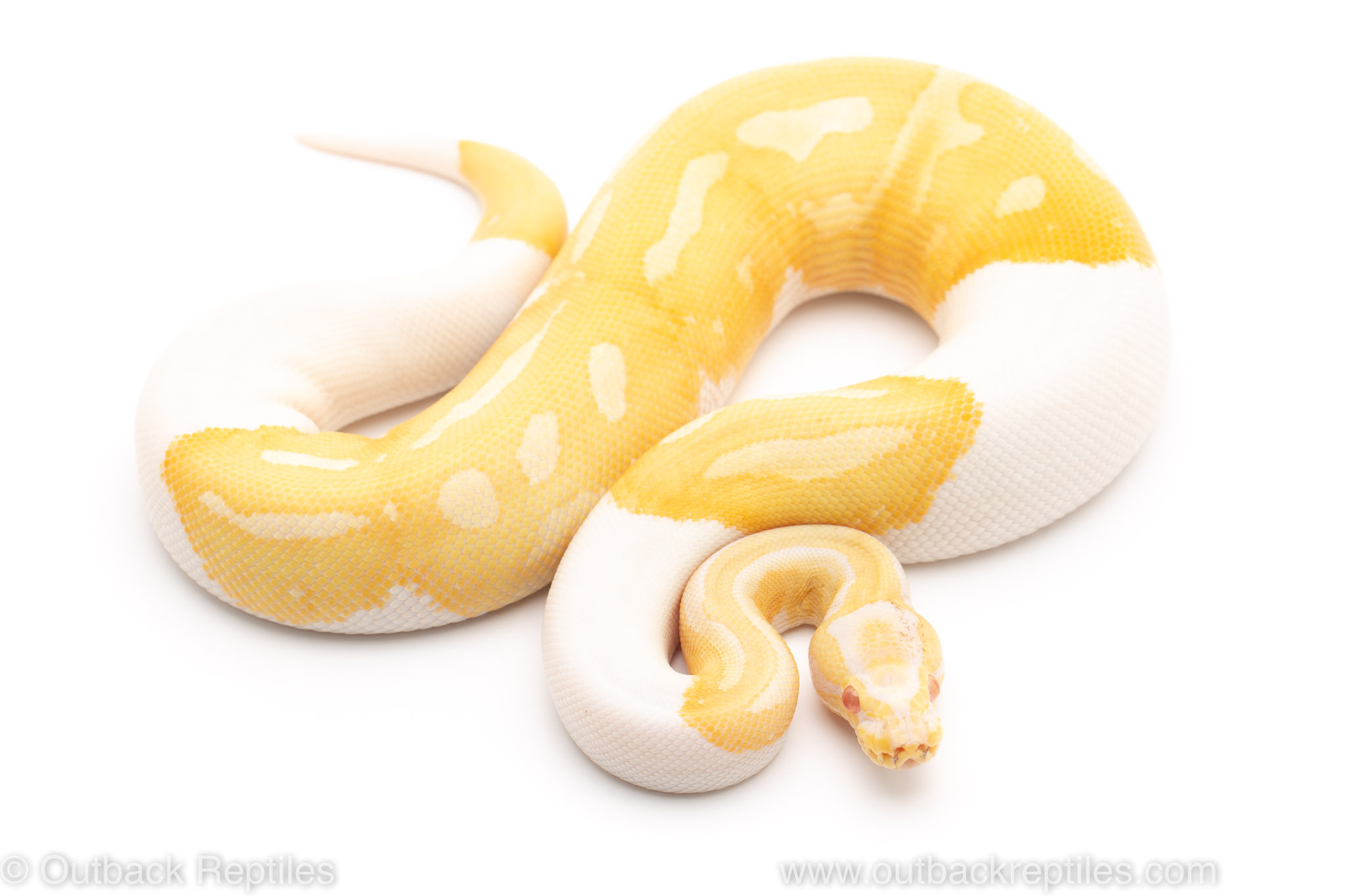 Albino Pied ball python for sale
