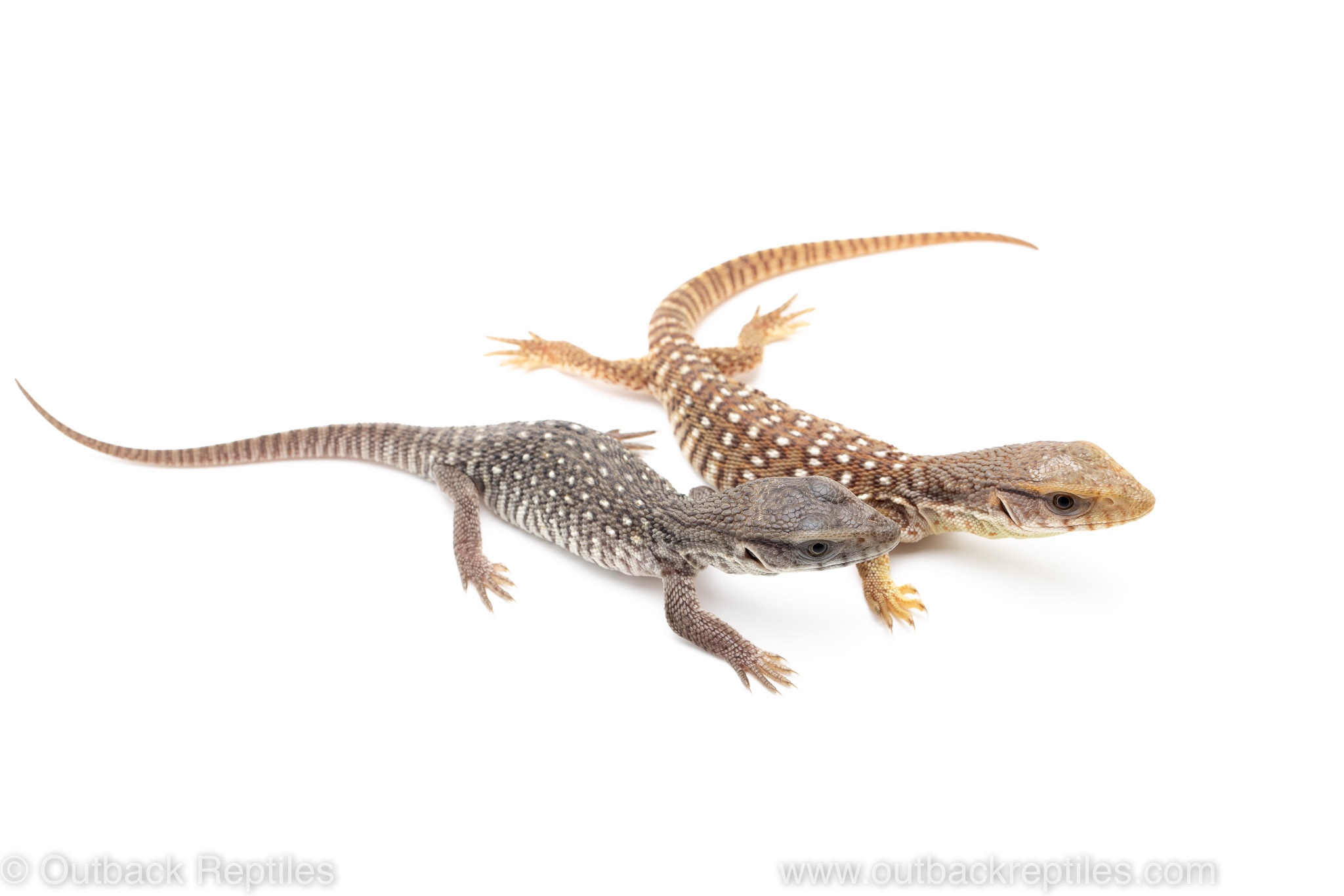axanthic savannah monitor for sale