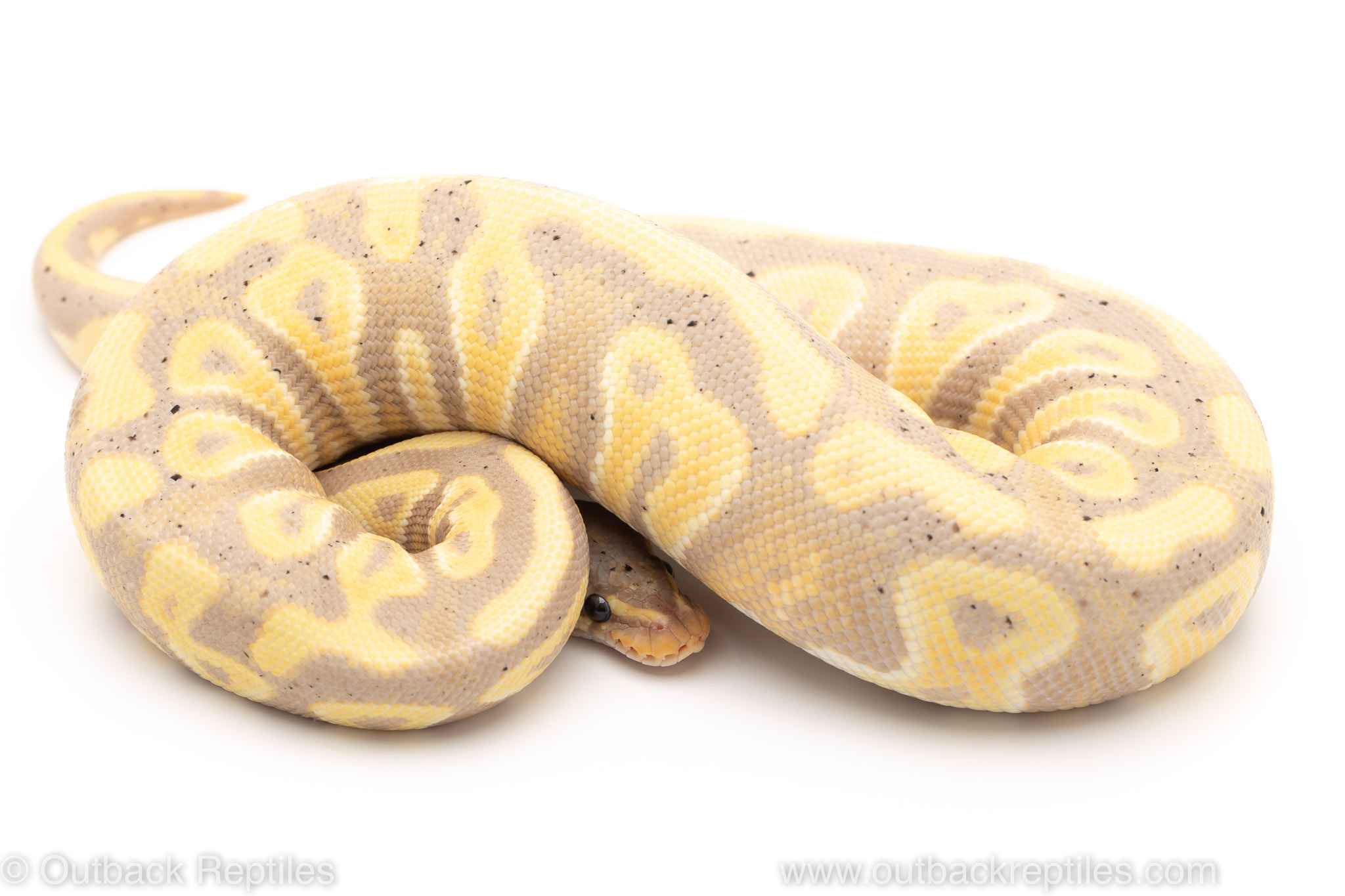 Banana phantom yellowbelly ball python for sale