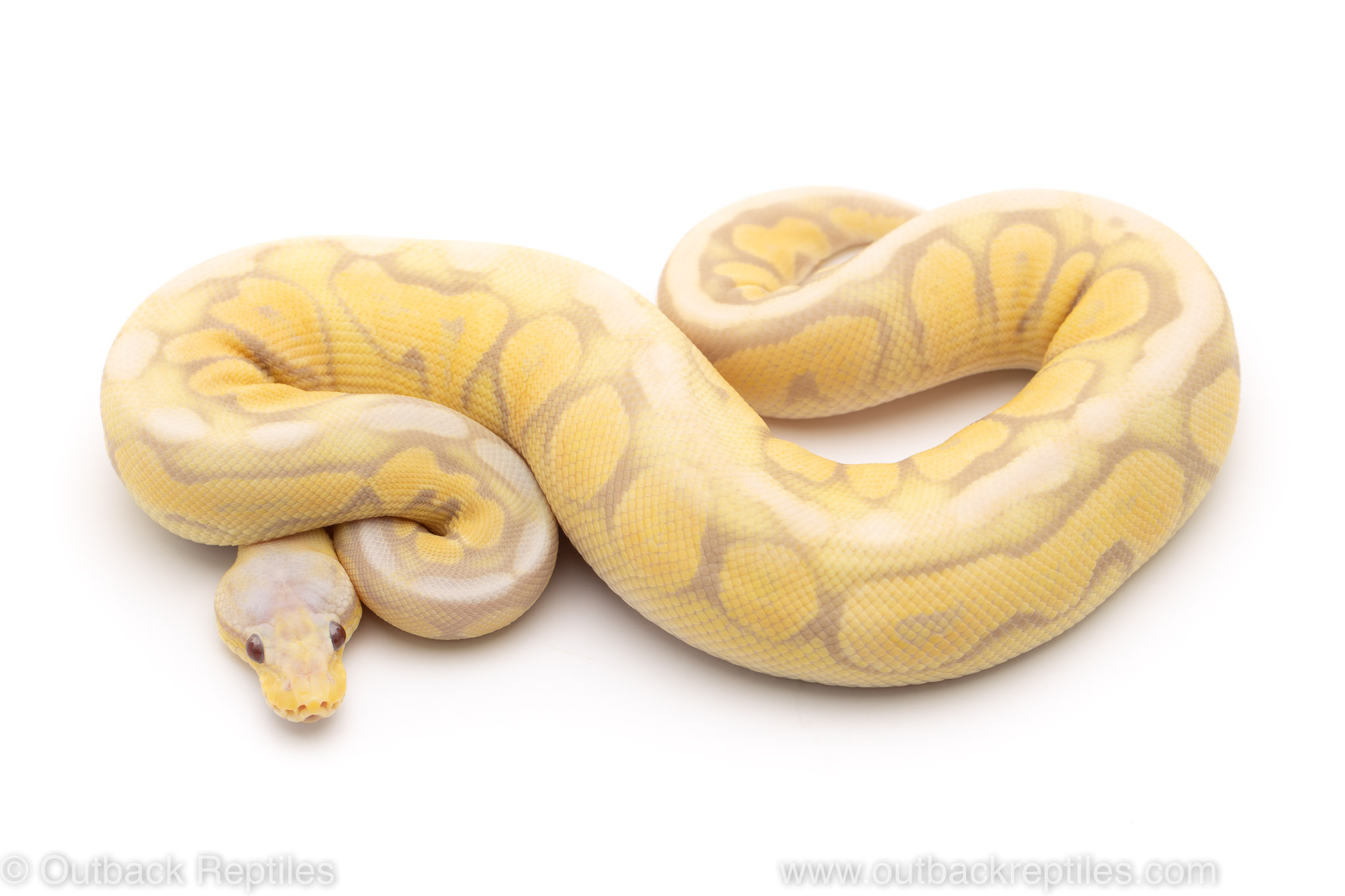 pewter candy ball python for sale