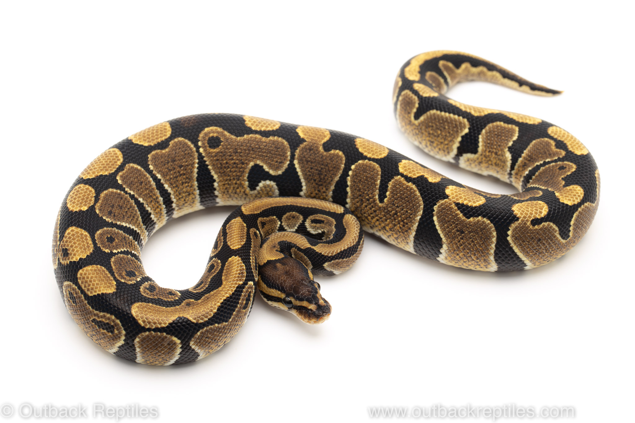 DH Candy Clown ball python for sale