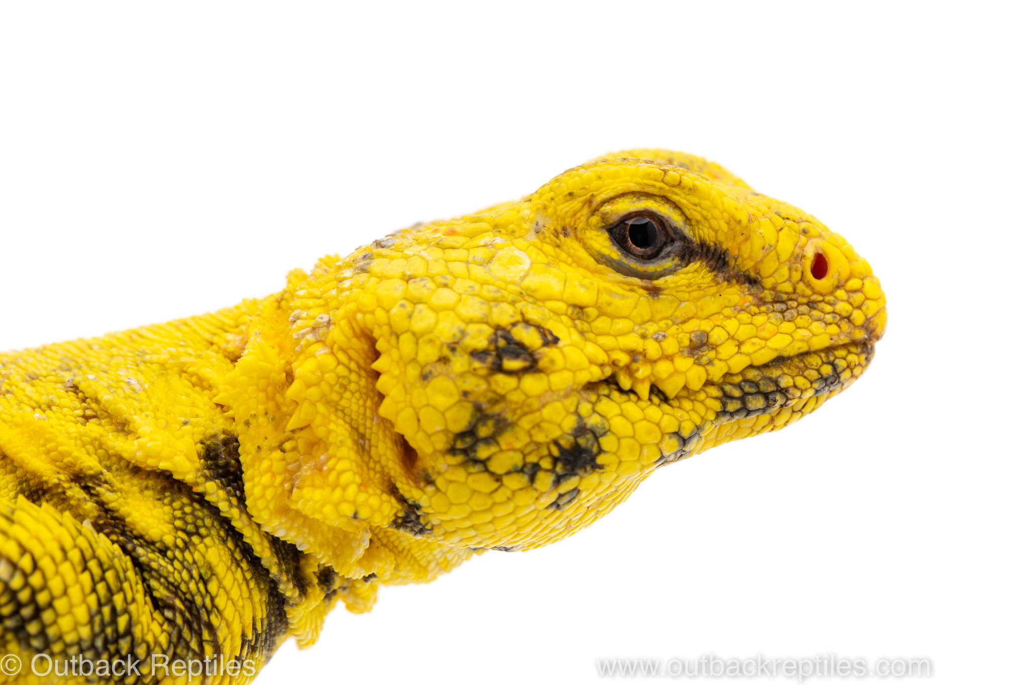 Uromastyx care guide