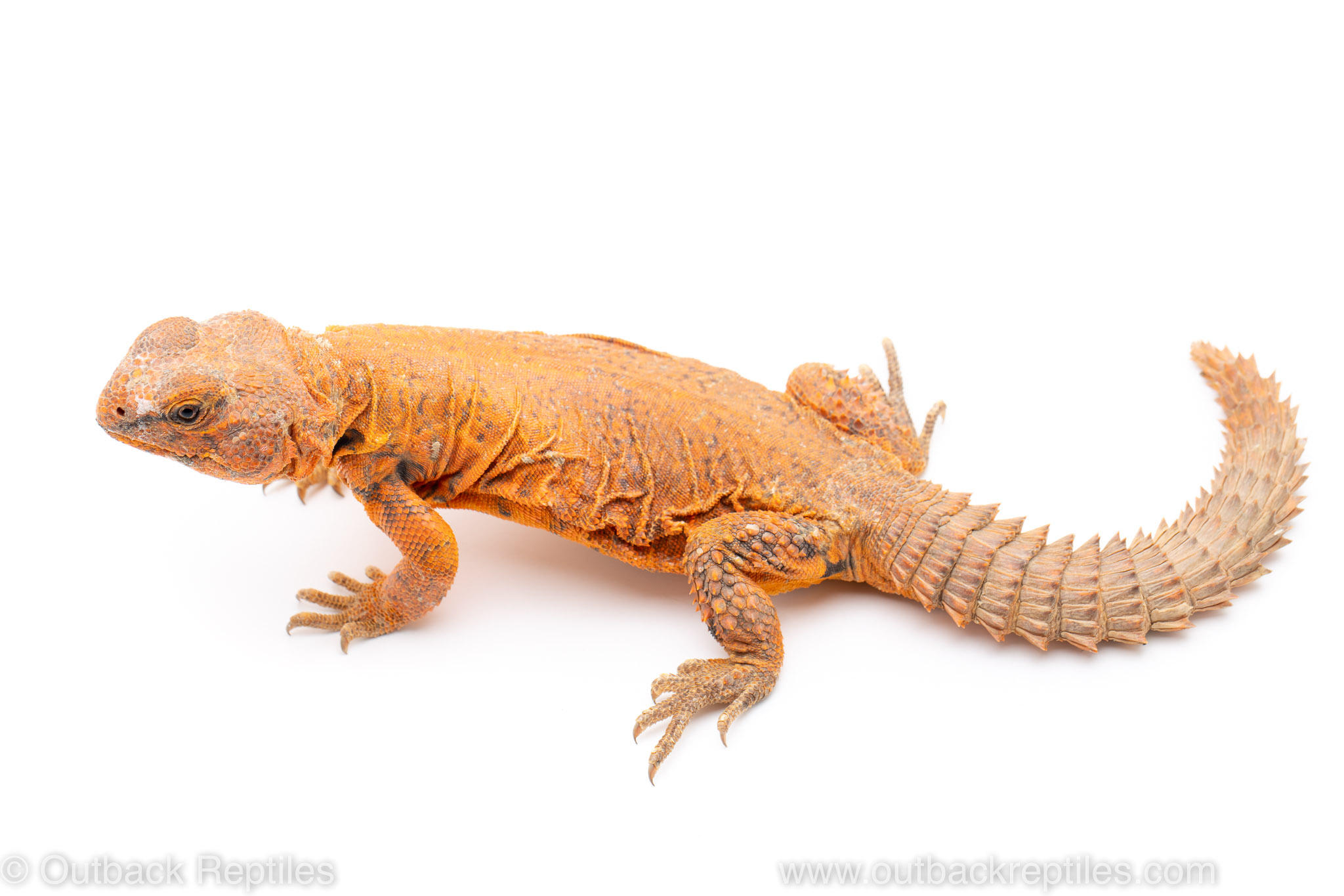 saharan uromastyx for sale