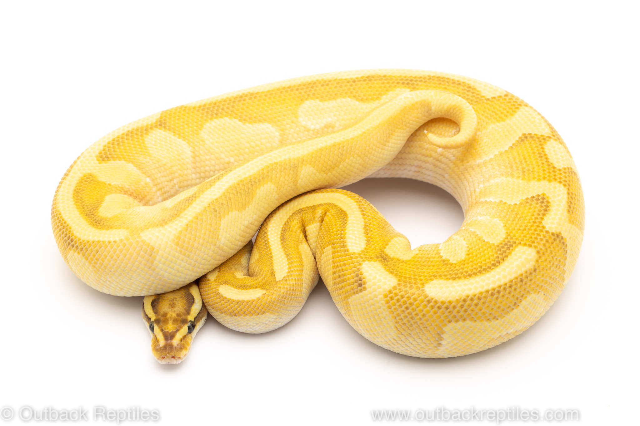Fire lesser enchi yellowbelly ball python for sale