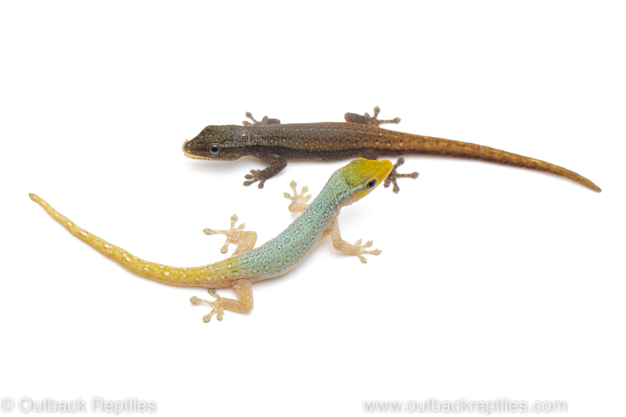 Lygodactylus conraui geckos for sale