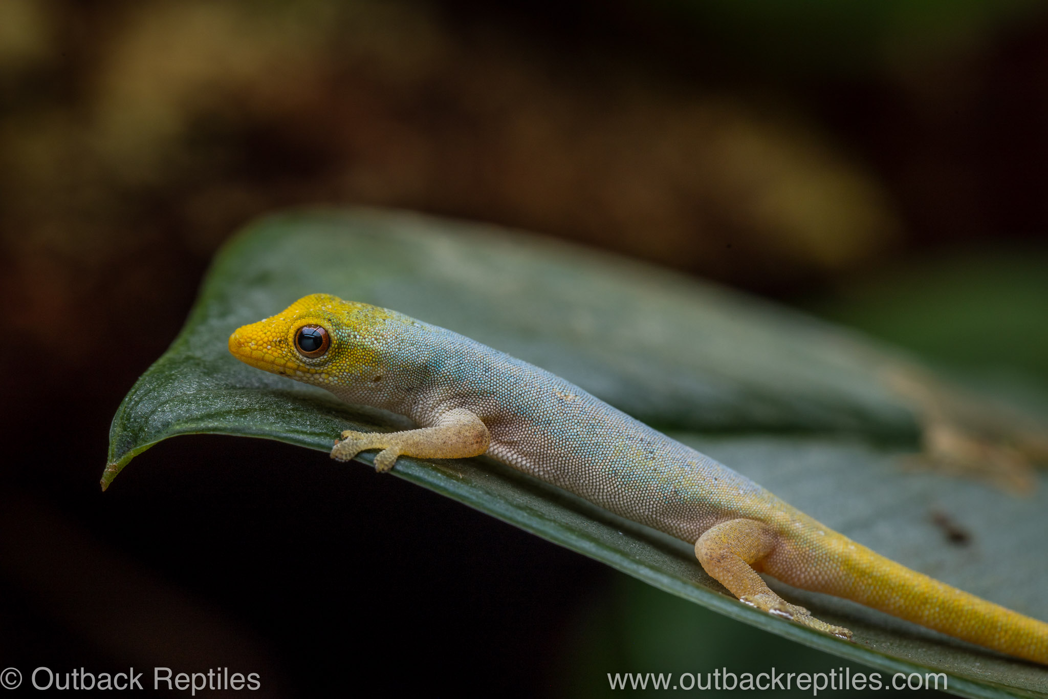 Lygodactylus conraui geckos for sale