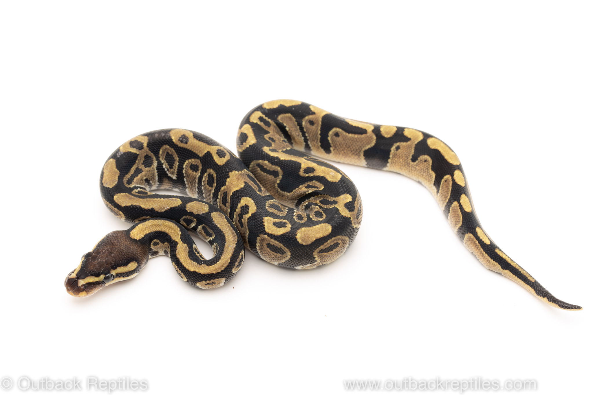African Import Dinker Ball Python for sale