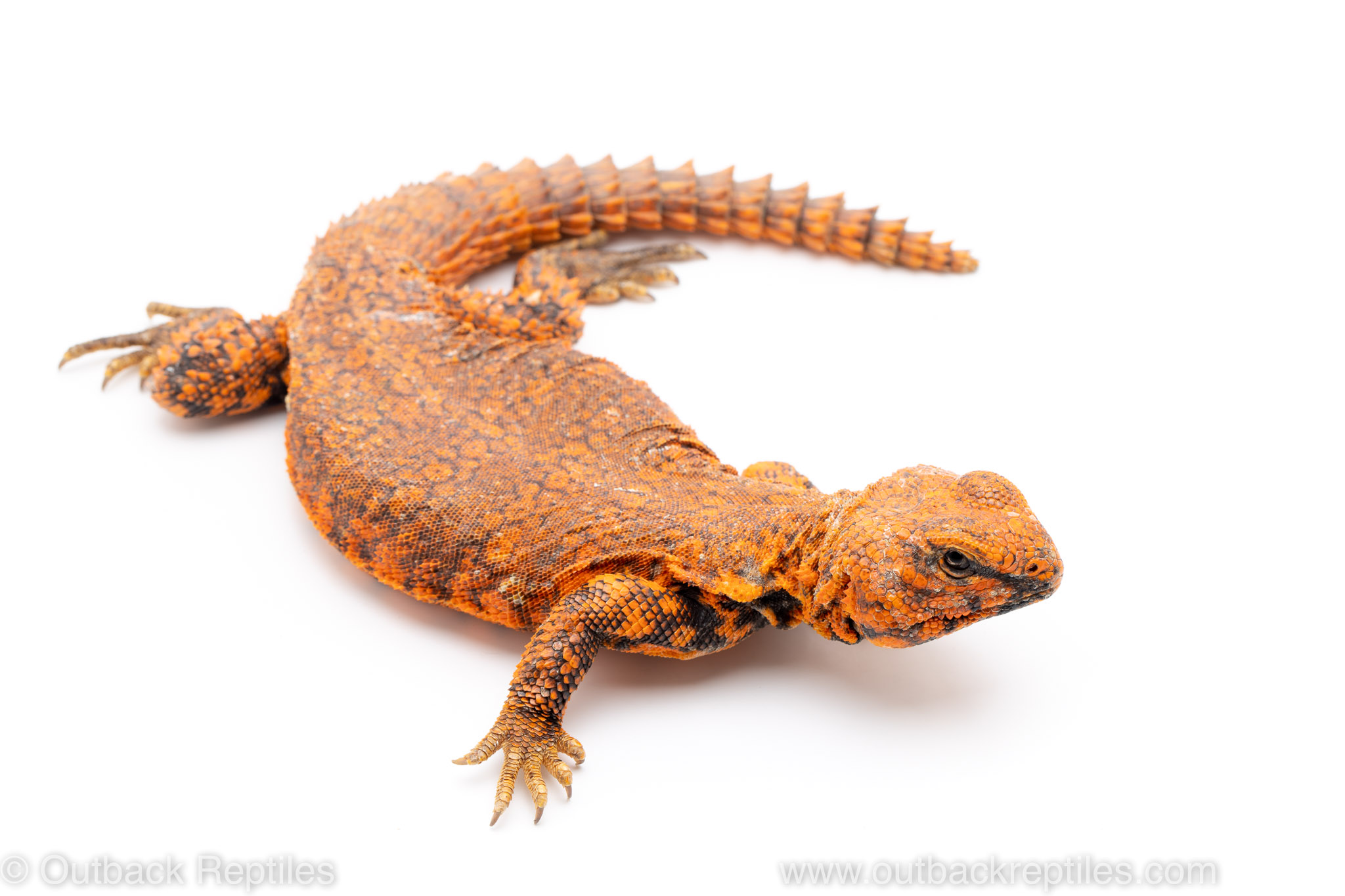 saharan uromastyx for sale