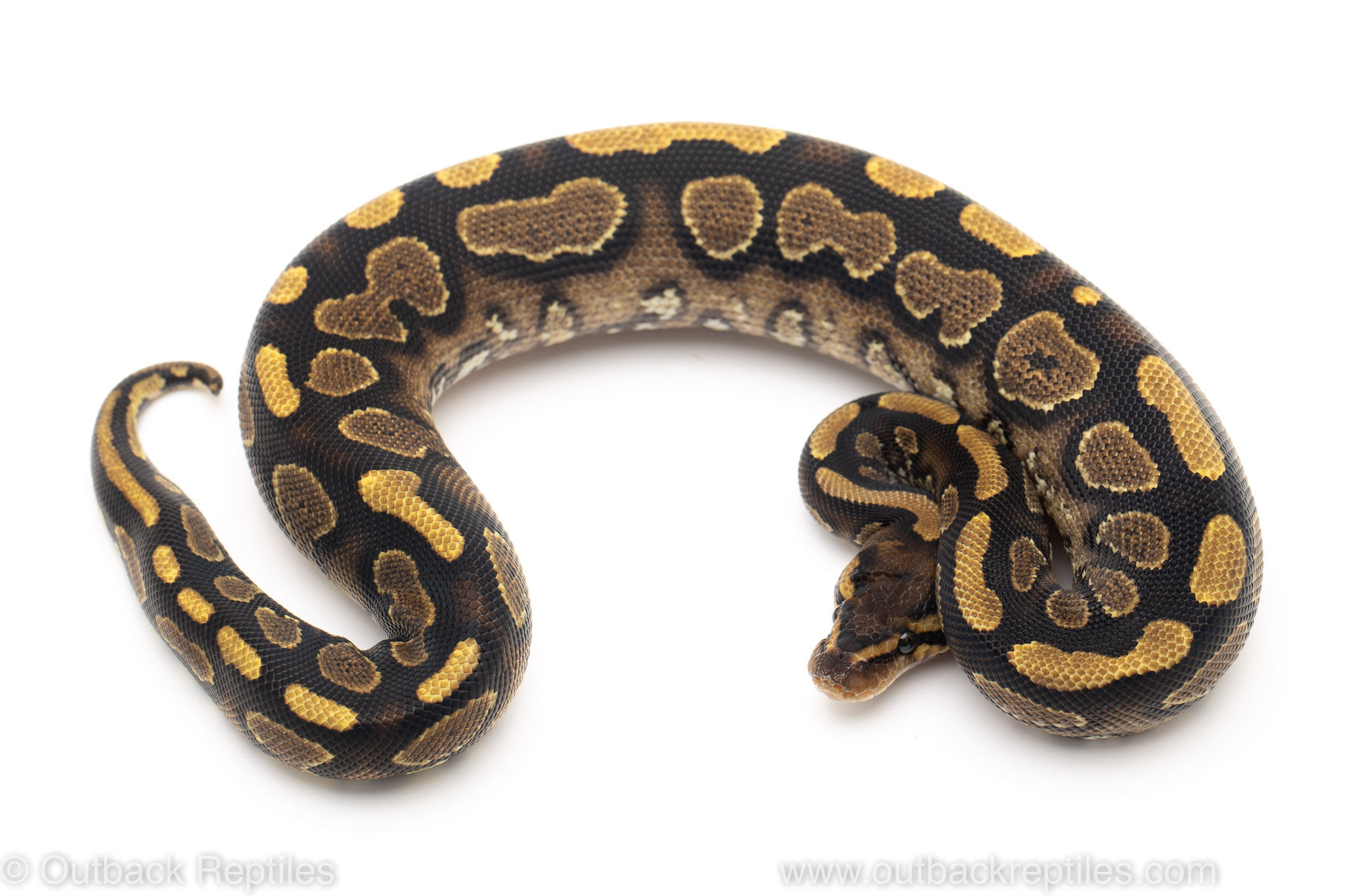 YB Mahogany ball python for sale