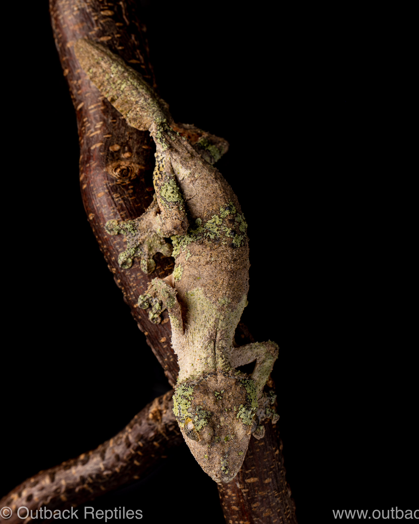 mossy leaf tail gecko for sale