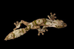 mossy leaf tail gecko for sale