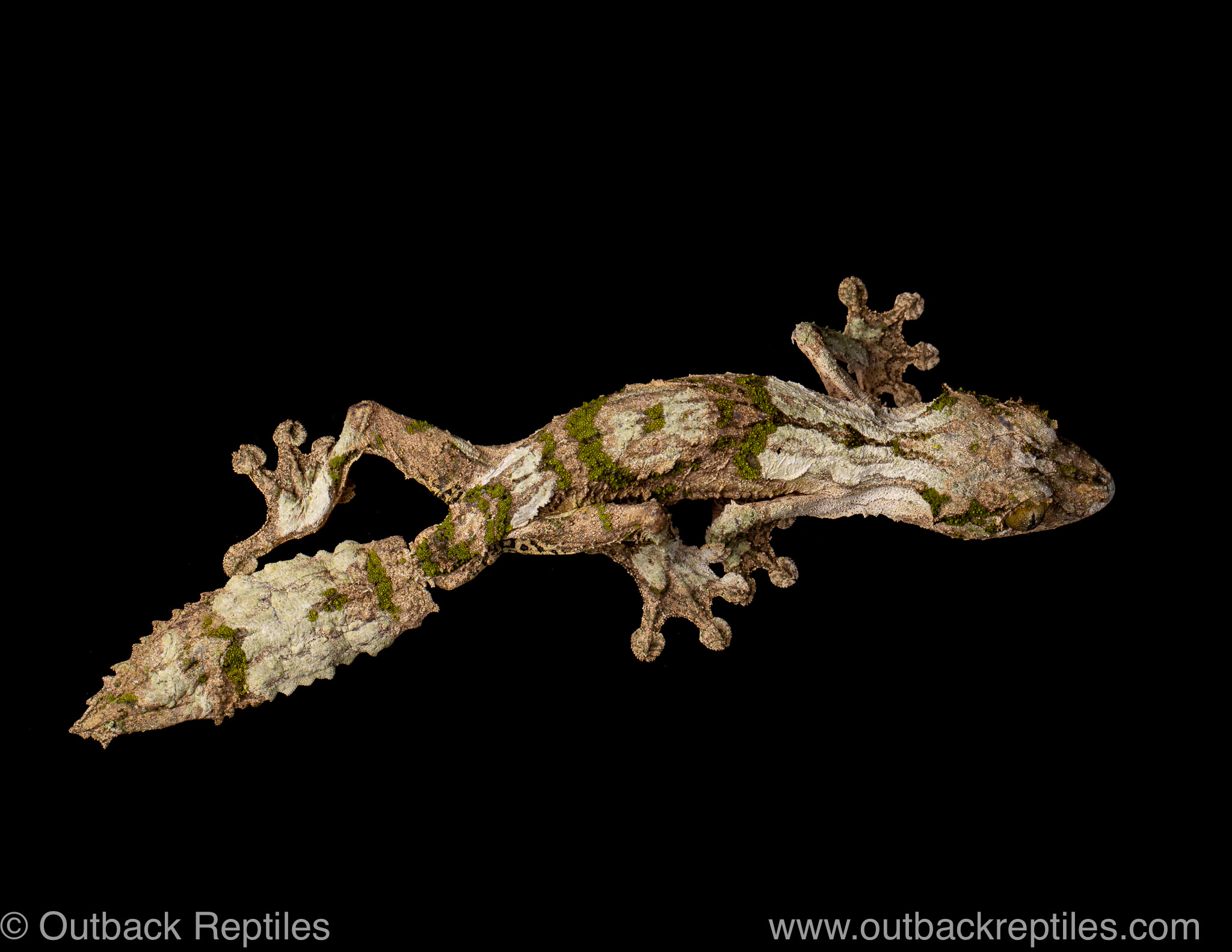 mossy leaf tail gecko for sale