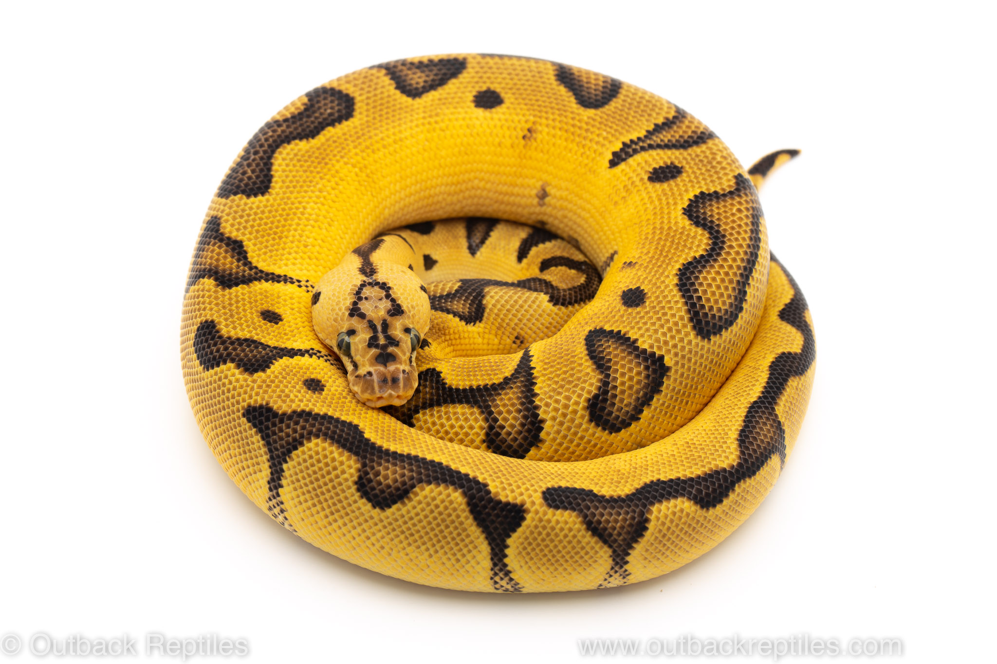 Pastel Enchi CLown ball python for sale