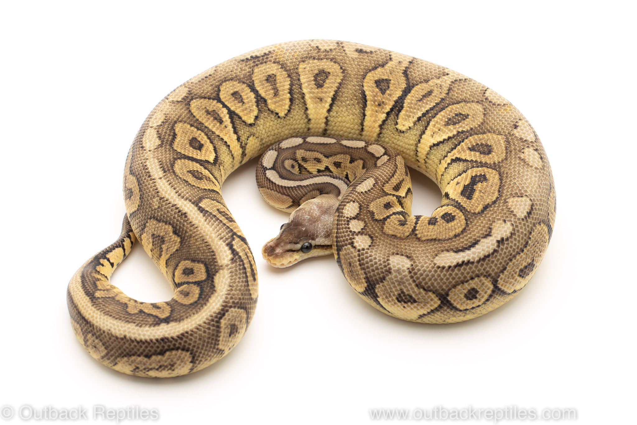 Pewter het candy ball python for sale
