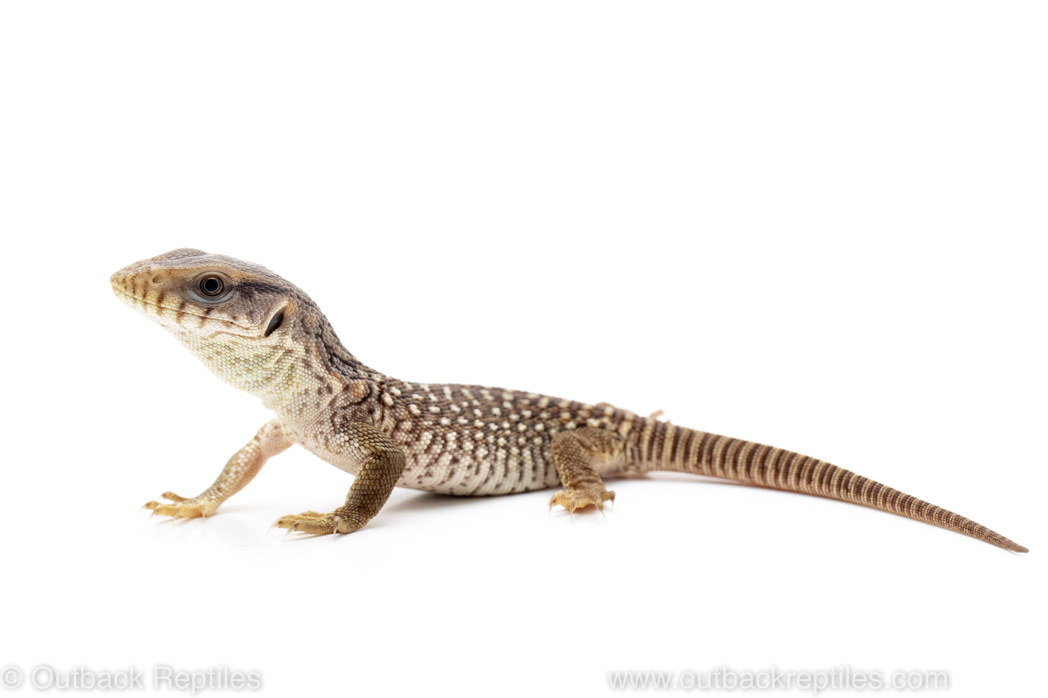 savannah monitor for sale