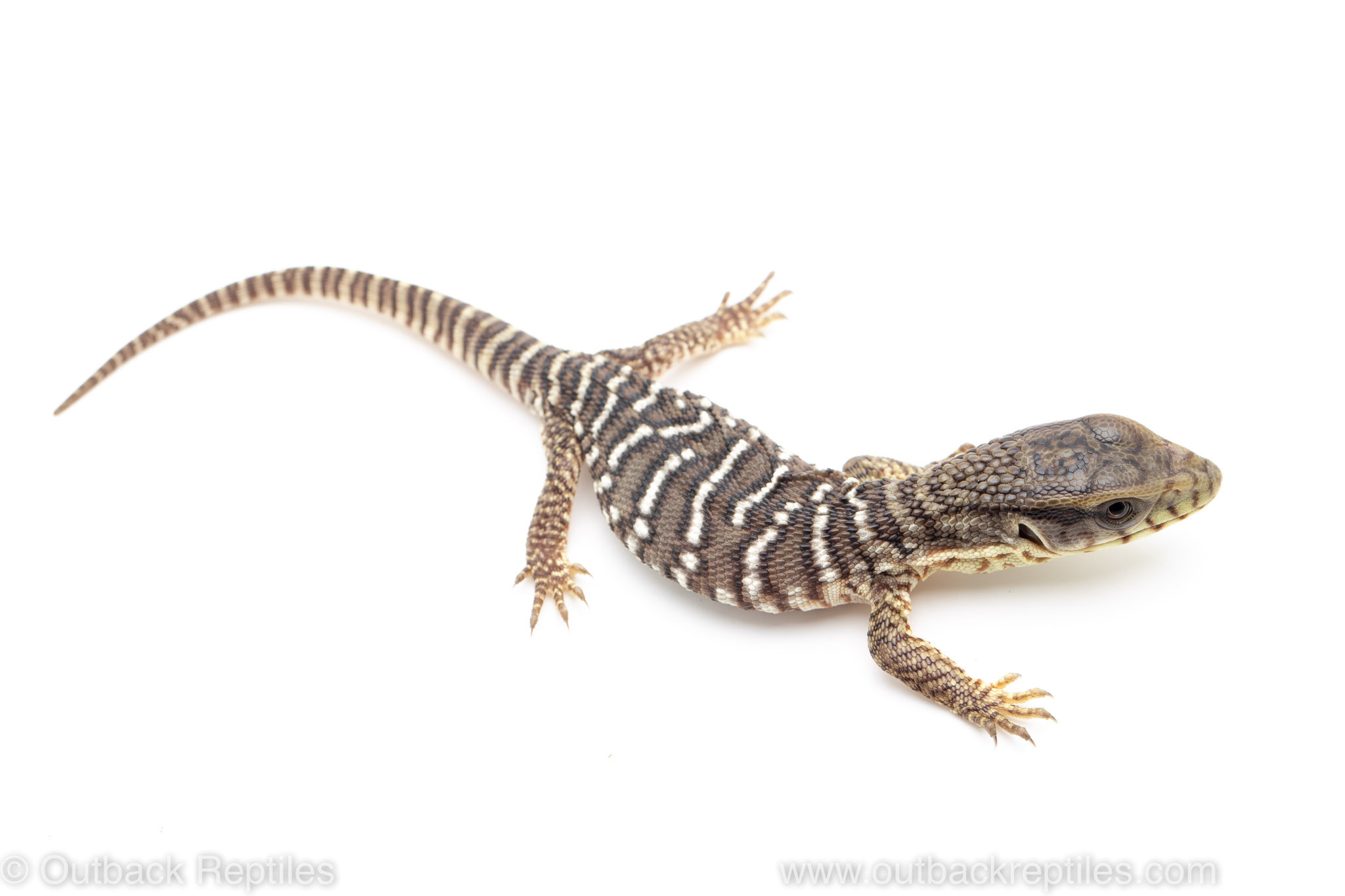savannah monitor for sale