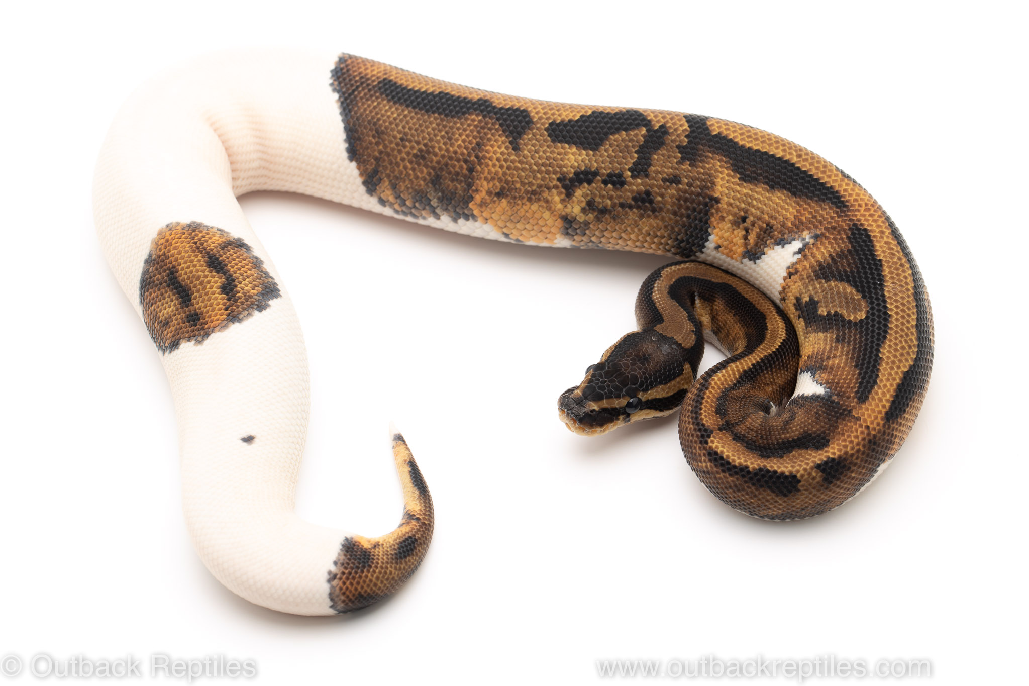 pied ball python for sale
