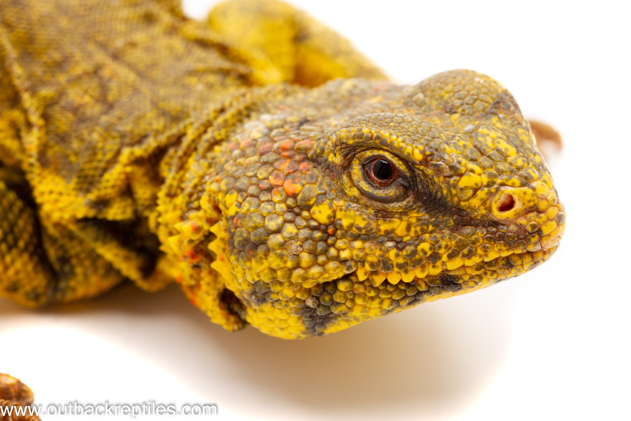 uromastyx for sale colorado