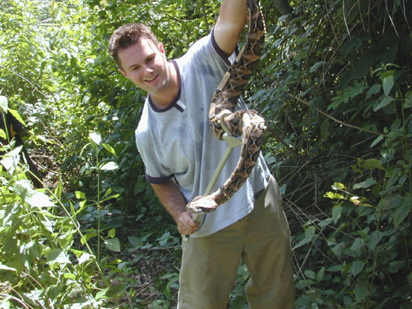 Ian Outback Reptiles Gaboon Viper