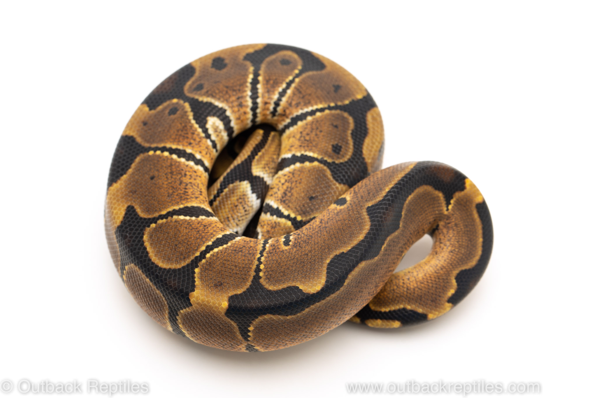 African Import Dinker Ball Python for sale