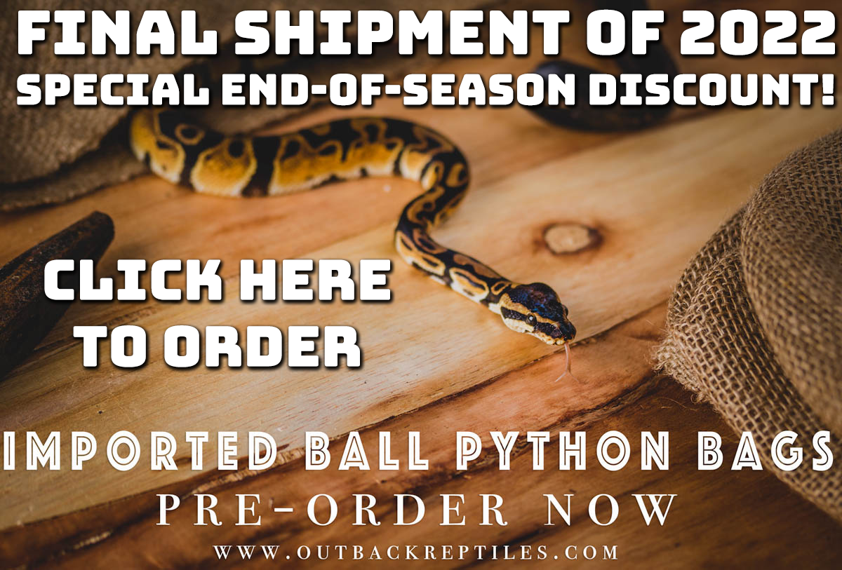 Unopened Baby Bag African Import Dinker Ball Python for sale