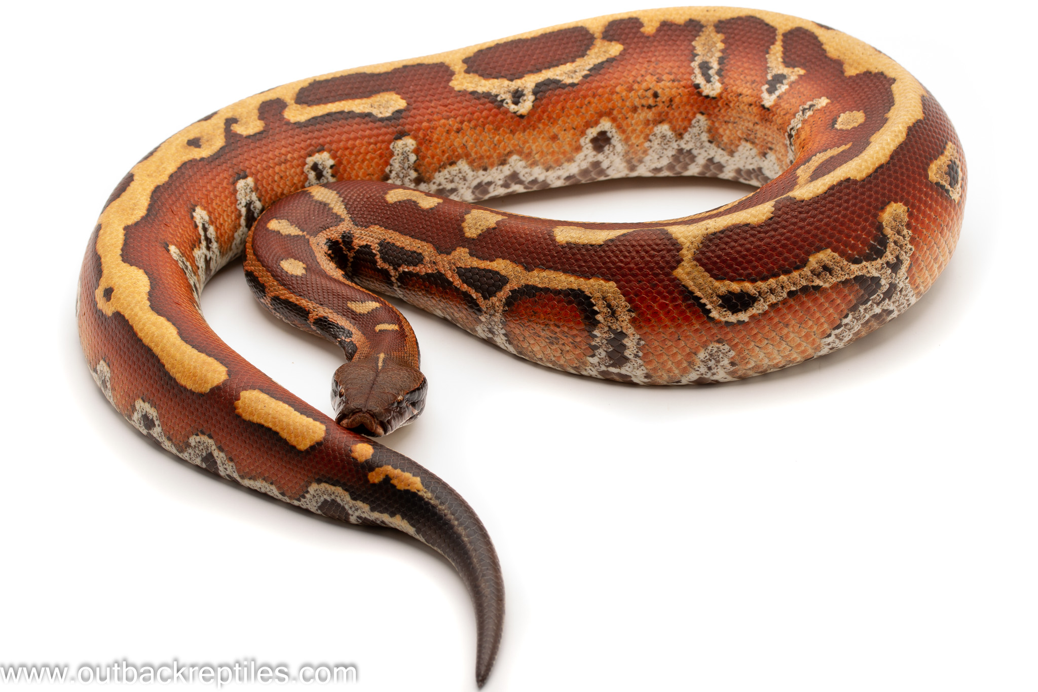 Albino Darwin Carpet Python Care Sheet Two Birds Home