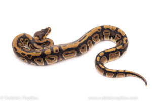 African Import Dinker Ball Python for sale