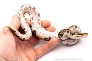 African Import Dinker Ball Python for sale