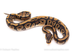 African Import Dinker Ball Python for sale